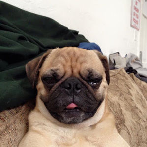 Meet your Posher, Chimi